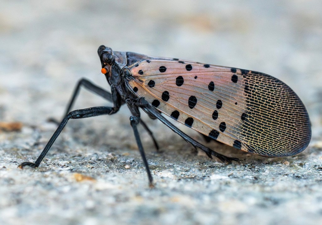 spotted lanternflies
