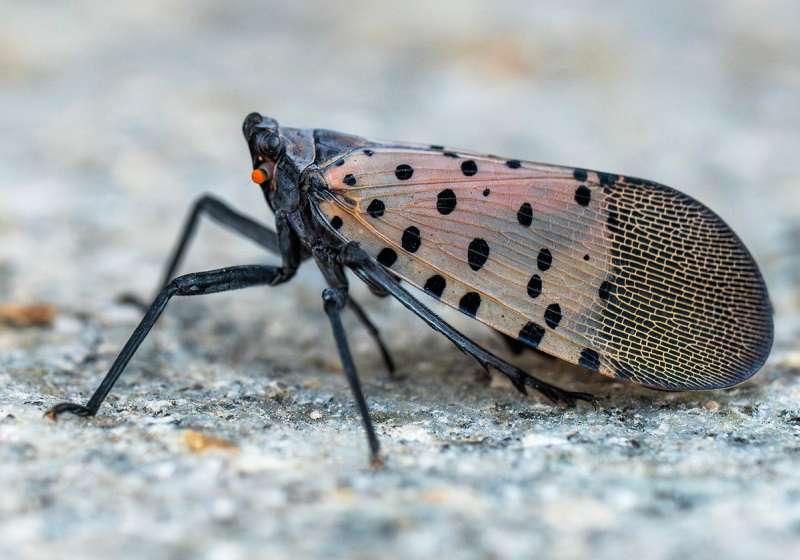 spotted lanternflies