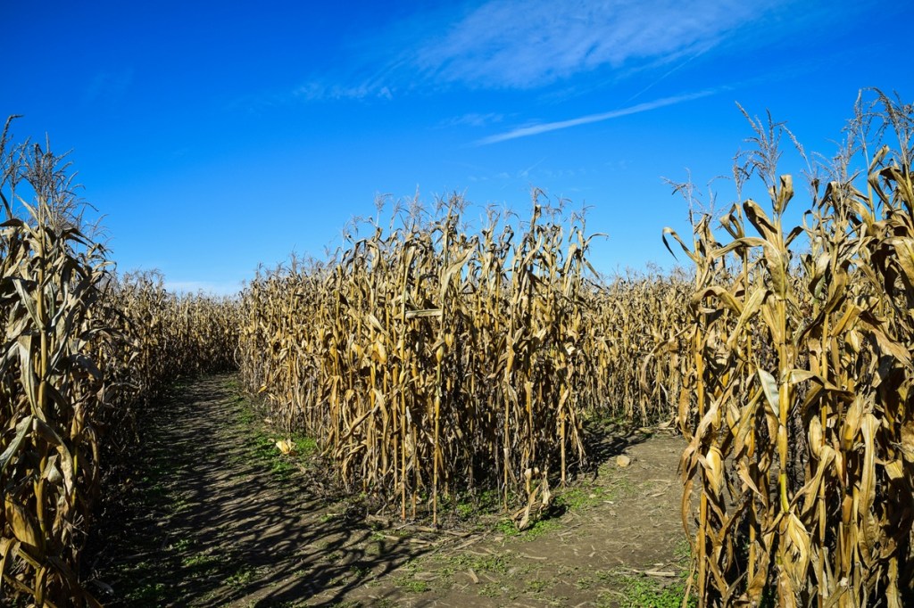 corn mazes in New York