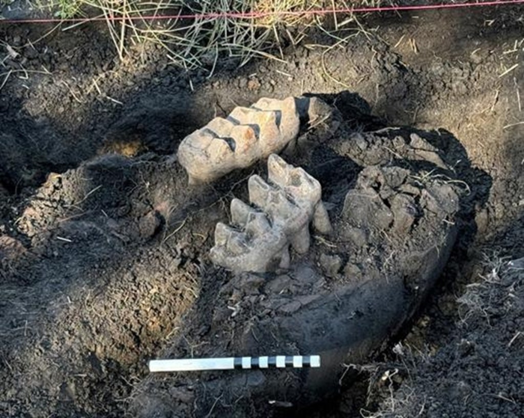 Mastodon bones still partially in the ground