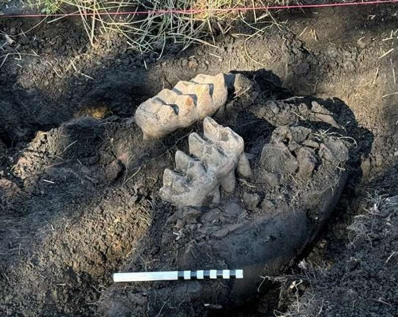 Mastodon bones still partially in the ground