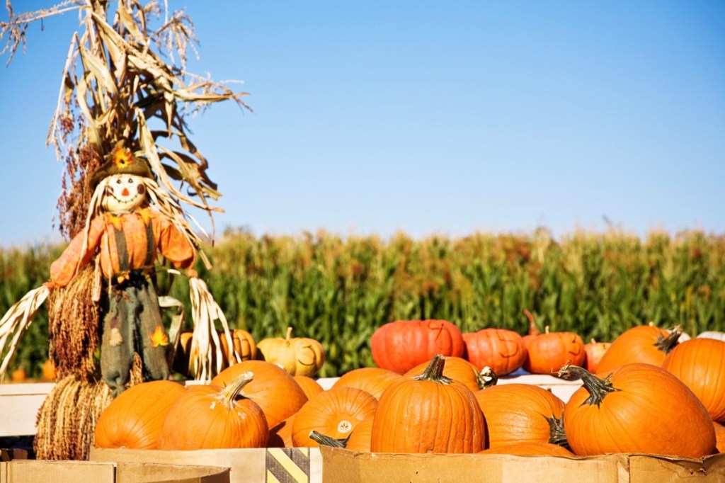 pumpkin patches in New York